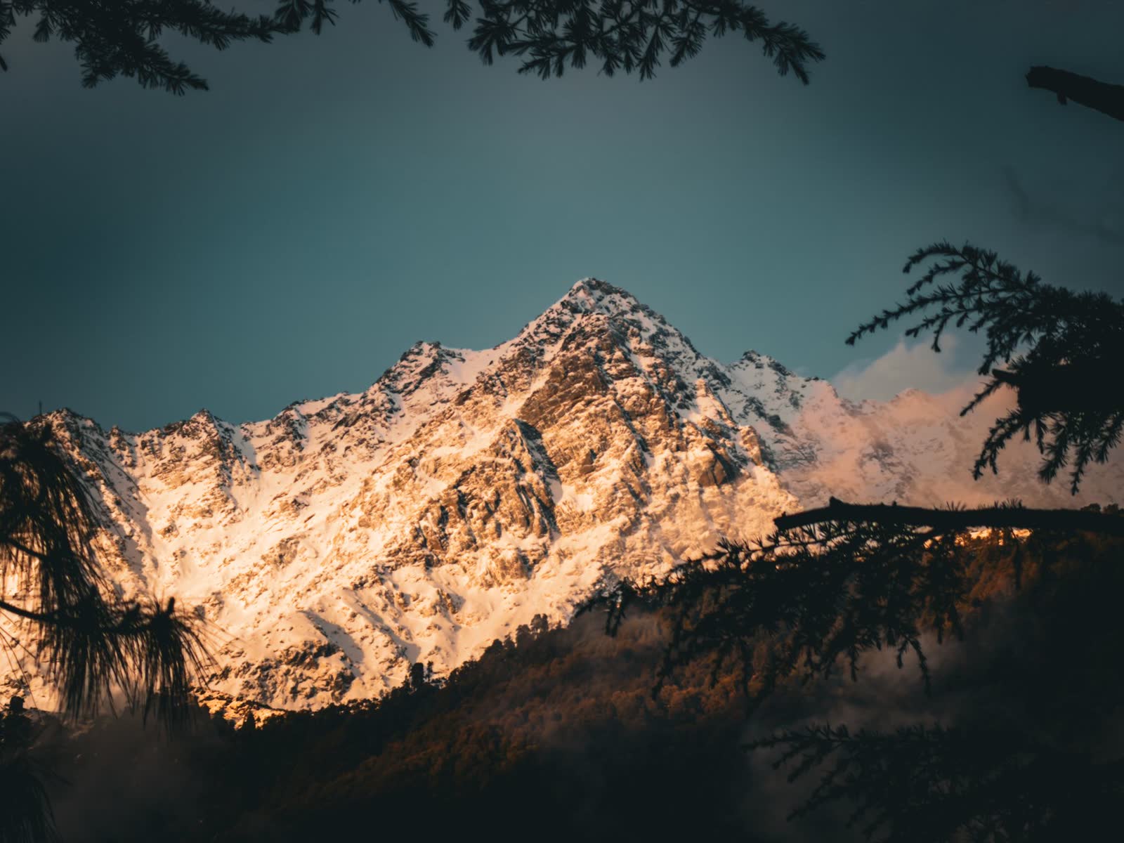 Trekkers on the Triund ridge at golden hour with snow-capped Dhauladhar peaks behind